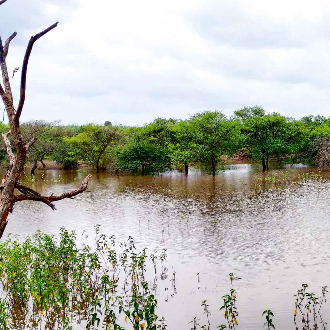 Make a stopover at the Hesaraghatta Lake and the grasslands, a proposed protected biosphere.